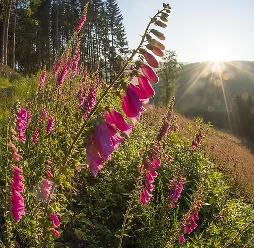 Landhaus Zum Sorpetal Pensjonat Schmallenberg